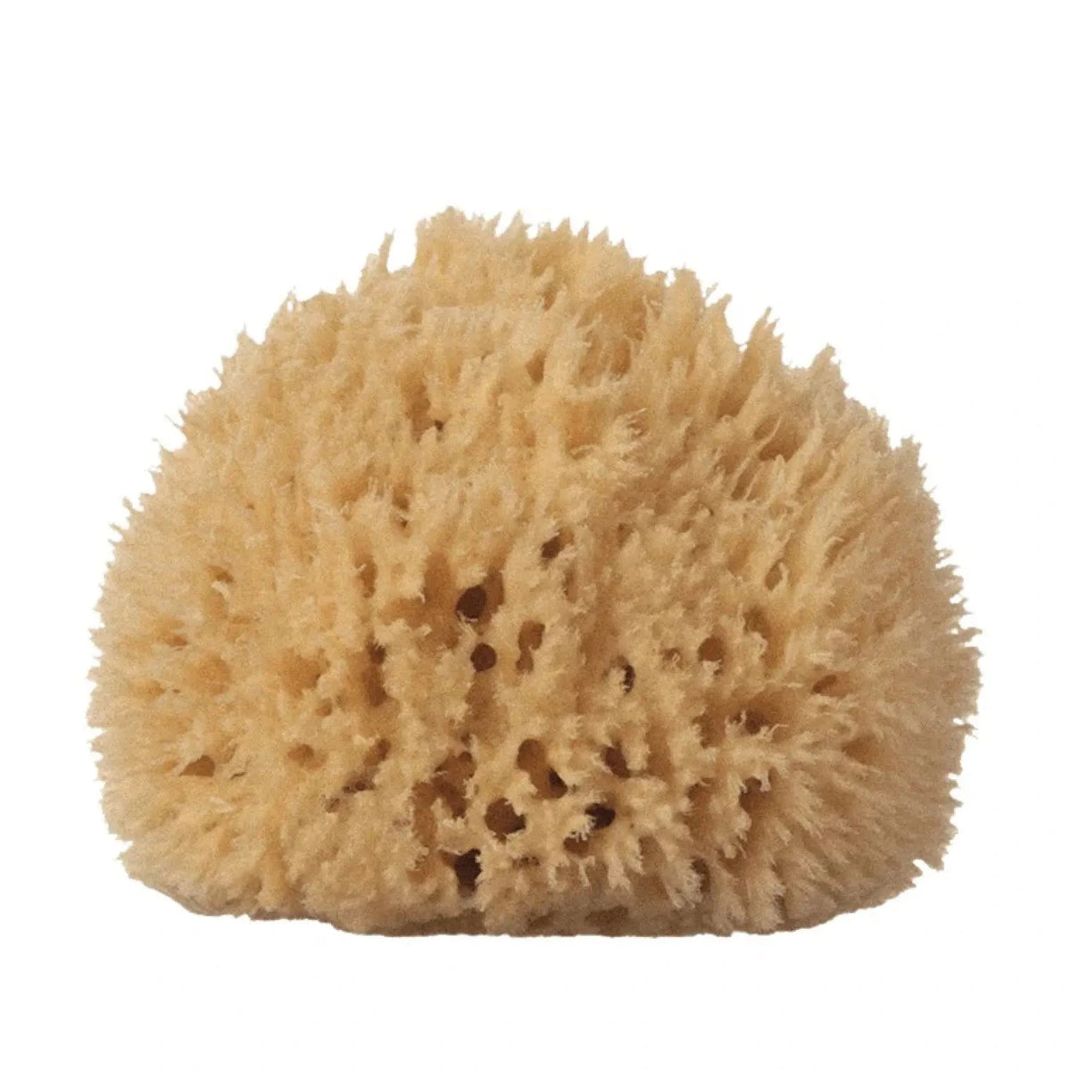 Large Wool Natural Sea Sponge - Petite Thuet & Co.