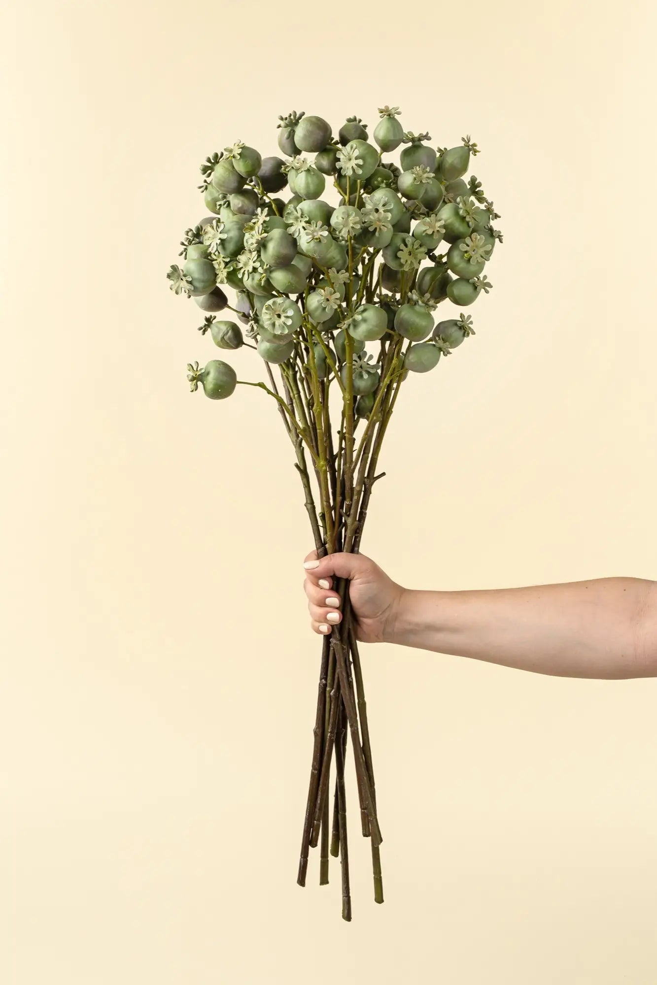 Green Poppy Pod Branch - Petite Thuet & Co.