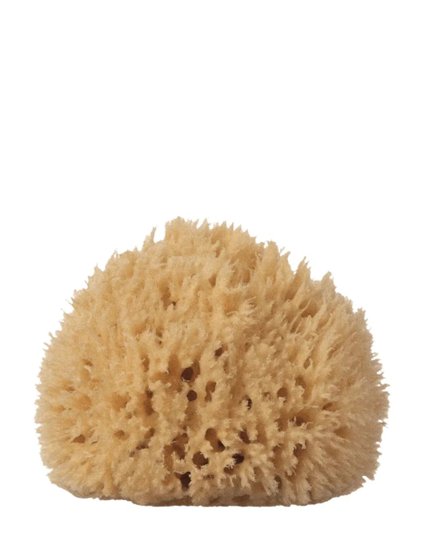 Large Wool Natural Sea Sponge - Petite Thuet & Co.