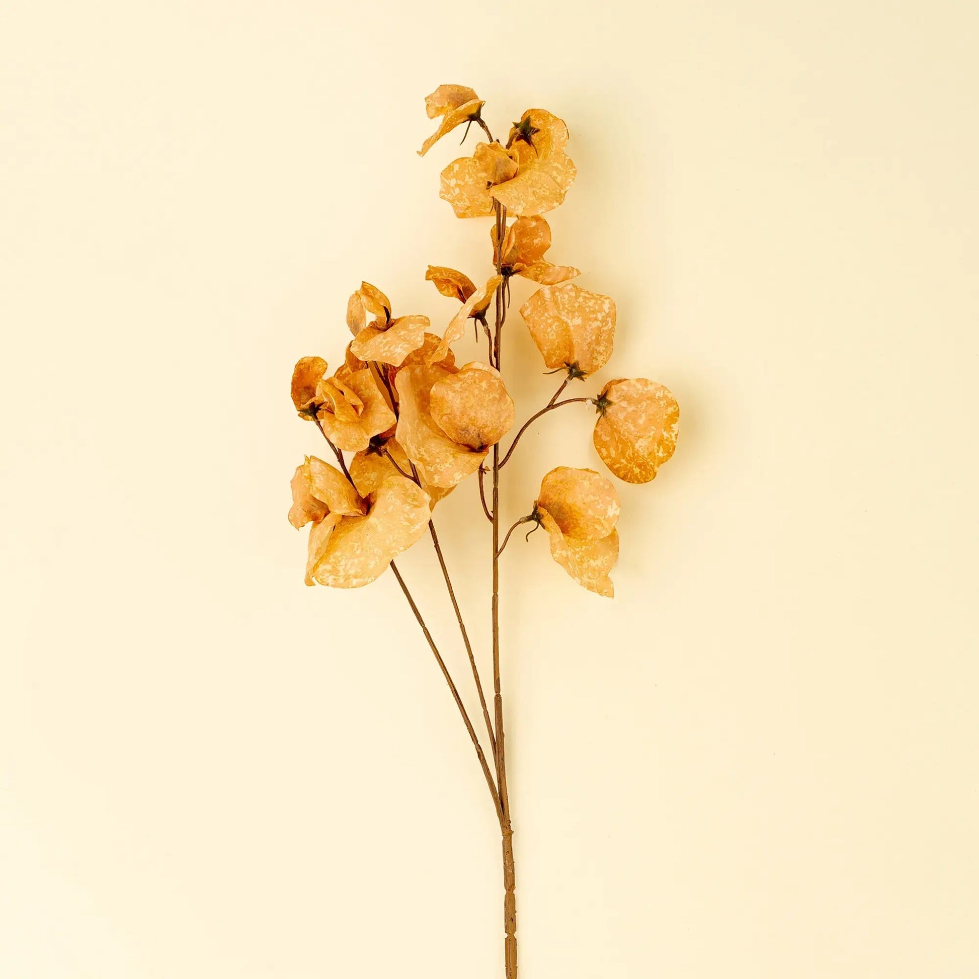Yellow Sweet Pea Floral Stem - Petite Thuet & Co.